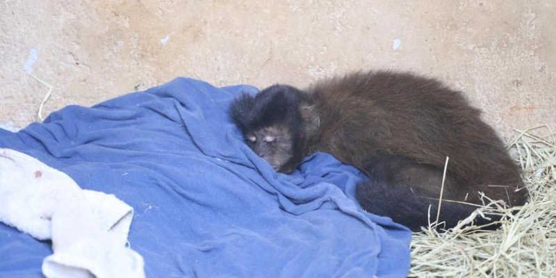 Macaco resgatado foi levado para o Zoológico de Rio Preto (Johnny Torres)