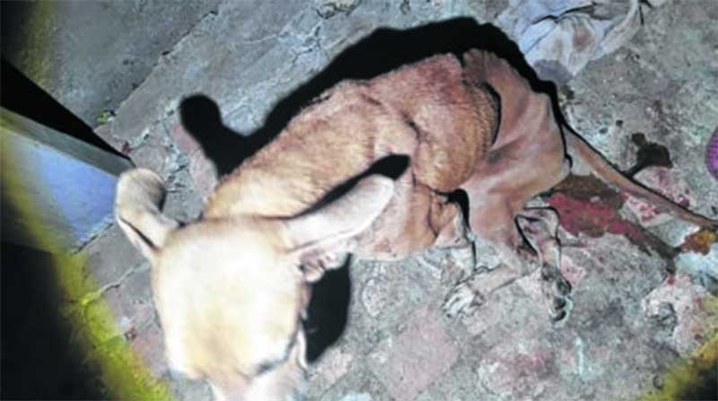 Cachorra desnutrida e ganindo de dor é resgatada no bairro Cervezão, em Rio Claro, SP