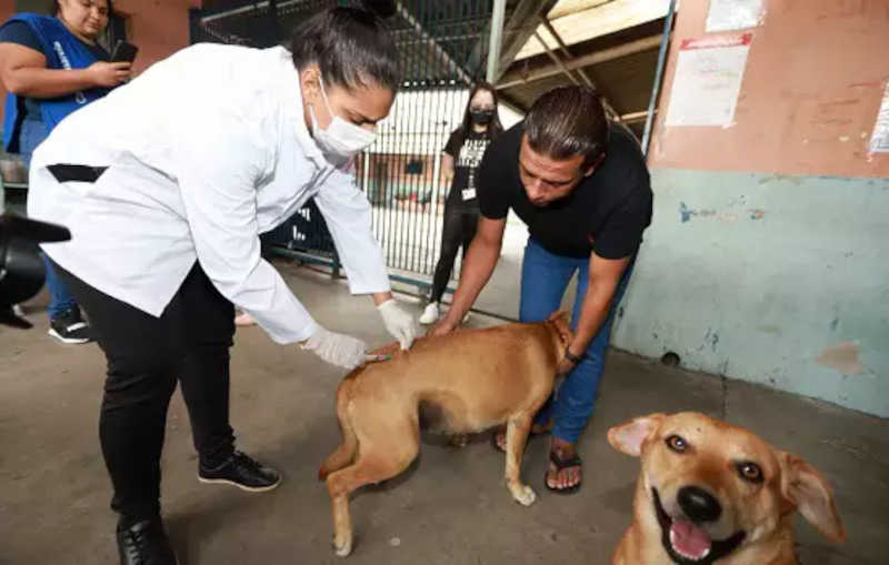 Santo André (SP) realiza ação com animais de pessoas em situação de rua
