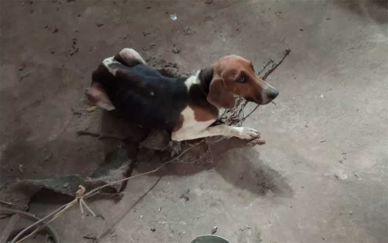 Homem é preso suspeito de maus-tratos contra 23 cães em oficina de Santo Antônio da Alegria, SP