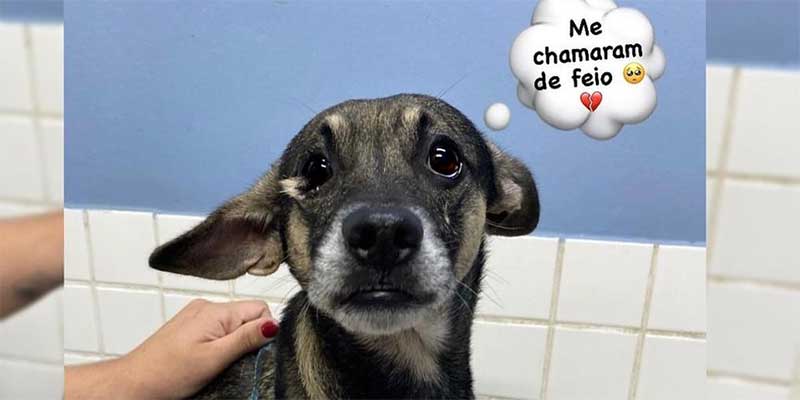 Cão forçado a cheirar cocaína em SP é chamado de ‘feio’ e gera revolta em fila de adoção