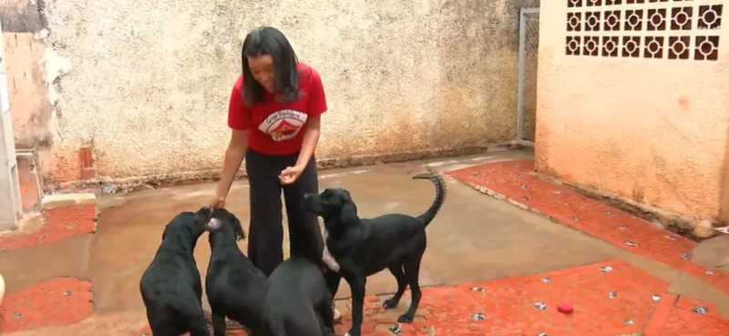 ONG que atende animais abandonados em São Carlos corre risco de encerrar atividades — Foto: Reprodução/ EPTV