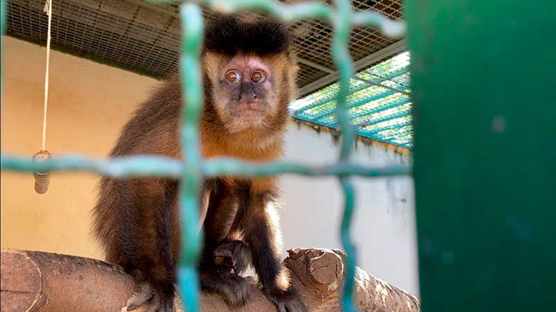 Macacas resgatadas e acolhidas pelo zoológico de Rio Preto (SP) vão voltar à vida livre