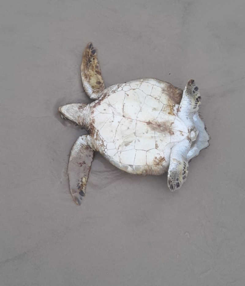 Tartaruga-verde resgatada se recupera após expelir lixos plásticos em Guaraqueçaba, PR