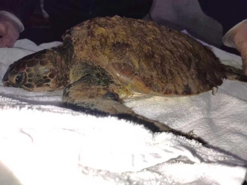 Tartaruga-verde resgatada se recupera após expelir lixos plásticos