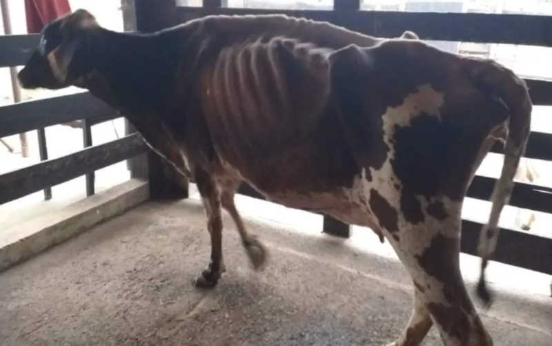 Vaca é resgatada de propriedade rural em Bebedouro, SP, em estado severo de desnutrição