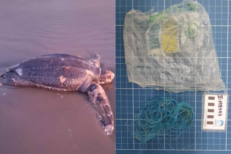 Tartaruga com mais de 2 metros e vulnerável à extinção é encontrada morta no litoral de SP