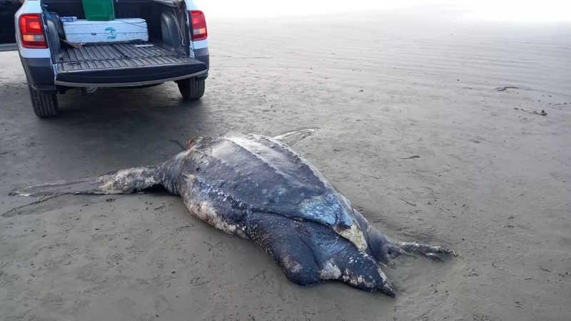 Necropsia da tartaruga de 2,11 metros precisou ser realizada na praia, em Peruíbe, devido o tamanho do animal — Foto: Instituto Biopesca/Divulgação