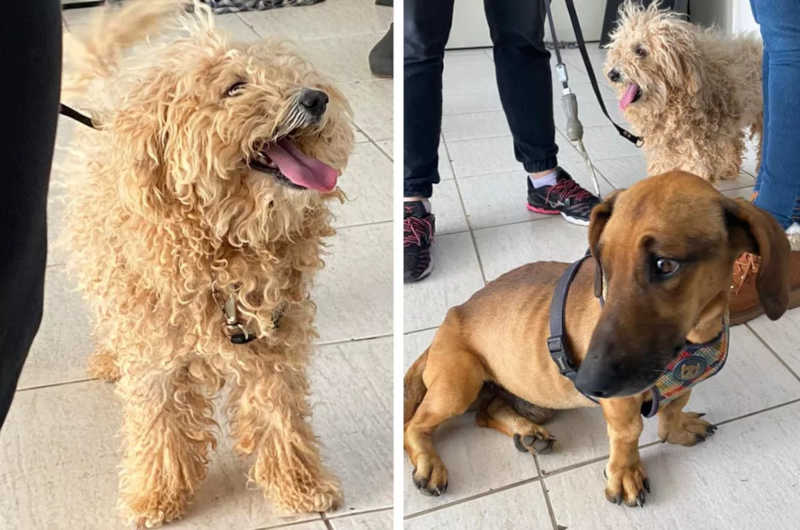 Homem é preso por suspeita de abandonar cães em Várzea Paulista, SP