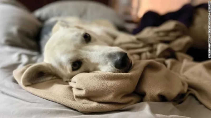Novo estudo uniu duas pesquisas com mais de 15 mil donos de cães entre dezembro de 2019 e 2020 sobre a saúde e o estado cognitivo de seus animais. Crédito: Stephanie Moody / Rues Rescue & Sanctuary
