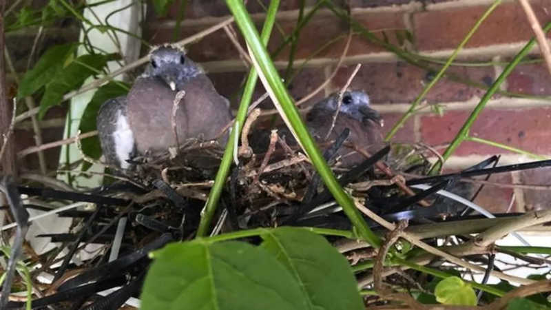 Pombos em um canteiro de obras em Sussex usaram pedaços de plástico em seus ninhos — Foto: Matthew Irish