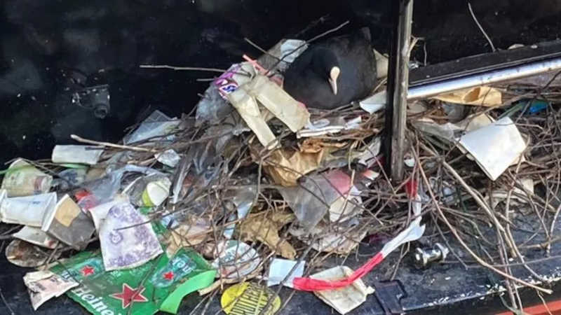 Este galeirão-comum foi encontrado rodeado por lixo em seu ninho na Holanda — Foto: Sam M.