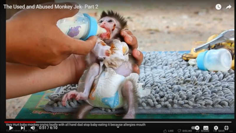 Este vídeo que mostra um bebê macaco sendo torturado durante semanas ou até meses ainda se encontra online depois de repetidas denúncias para o YouTube.