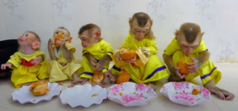 Canais e páginas bastante populares no YouTube e Facebook mostram macacos filhotes com roupas sendo alimentados e “educados” de maneira completamente antinatural a eles. Fonte: SMACC — www.smaccoalition.com/
