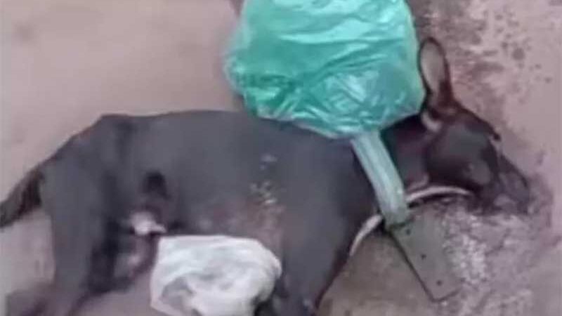 Cãozinho é regatado com sinais de envenenamento em Palmas — Foto: Divulgação