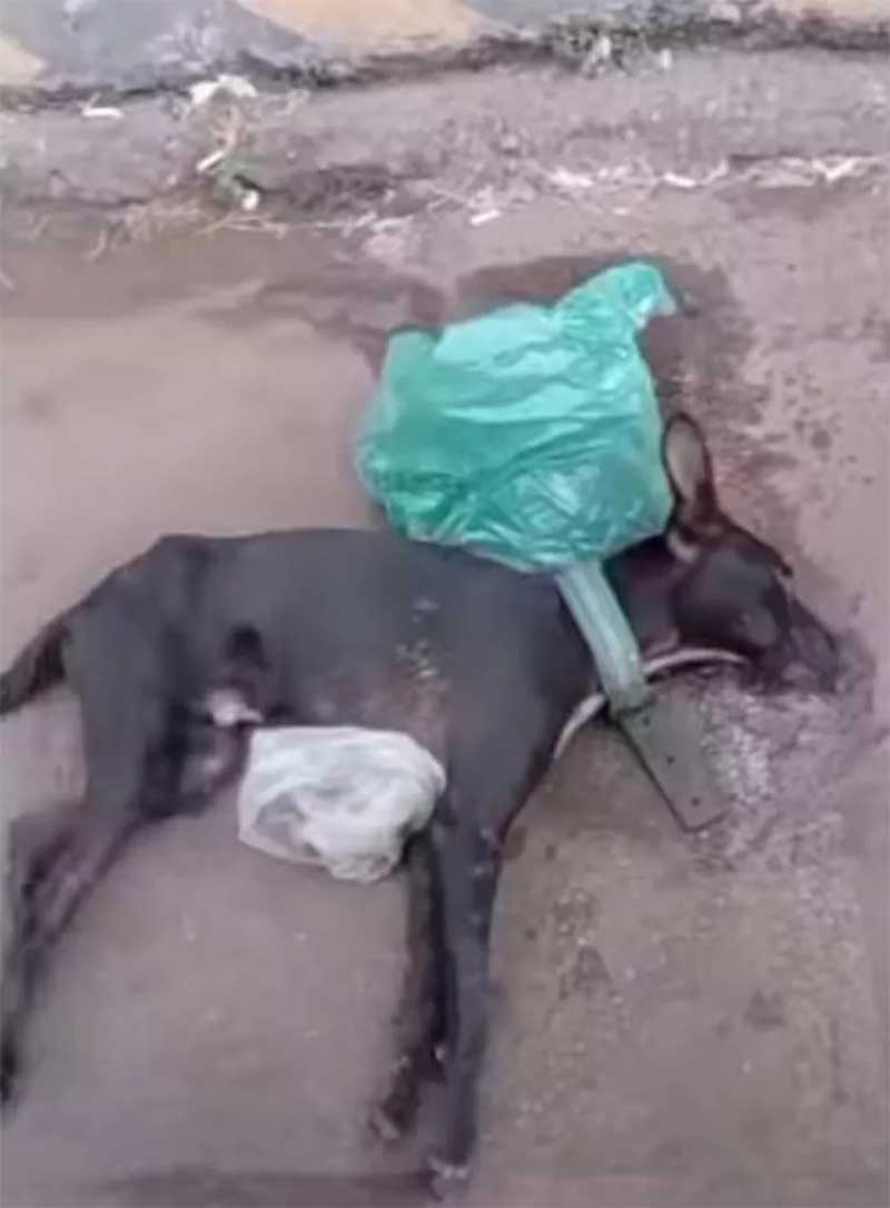 Cachorro é encontrado agonizando com sinais de envenenamento em Palmas (TO): ‘Não sabemos se sobrevive’
