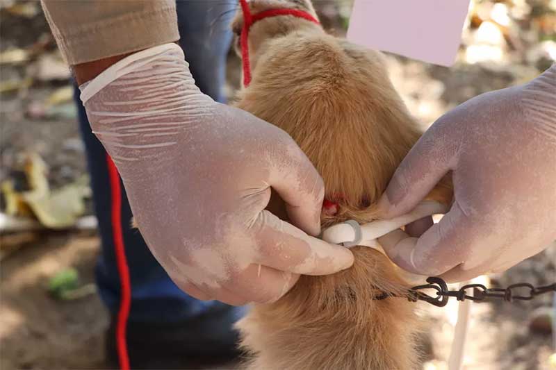 Cães de bairros em Porto Nacional (TO) recebem coleiras de proteção contra o calazar