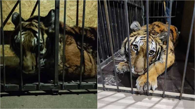 Ativistas resgatam tigresa que vivia em apartamento e comia ração para gatos