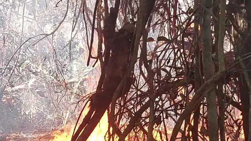 Imagem mostra bicho-preguiça ferido tentando fugir de incêndio em Feijó, no Acre