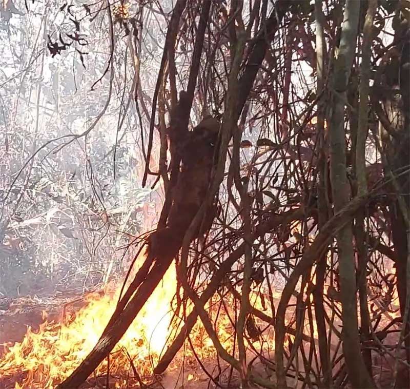 Imagem mostra bicho-preguiça ferido tentando fugir de incêndio em Feijó, no Acre