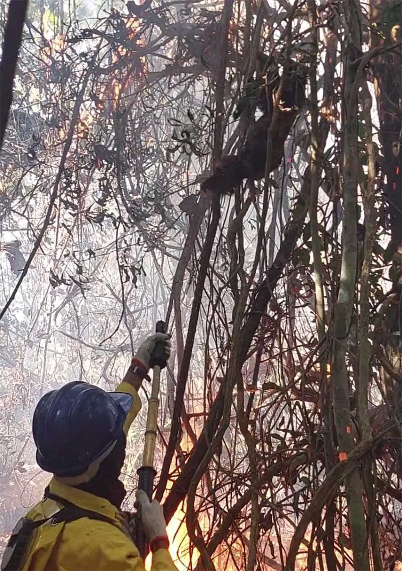 Brigadistas ajudam bicho-preguiça que caiu de árvore em chamas no interior do AC — Foto: Arquivo/Brigadistas de Feijó