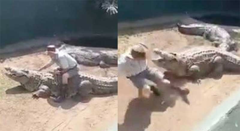 Funcionário de zoológico ‘monta’ em crocodilo e é atacado pelo animal na frente dos visitantes