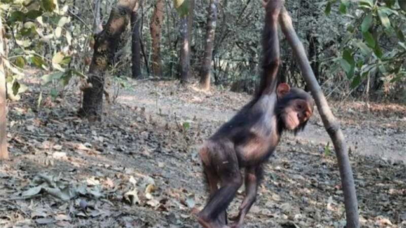 Chimpanzés foram sequestrados de santuário no Congo Foto: Reprodução
