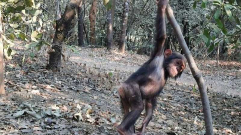 Bebês chimpanzés são sequestrados de santuário no Congo e criminosos cobram resgate; VÍDEO