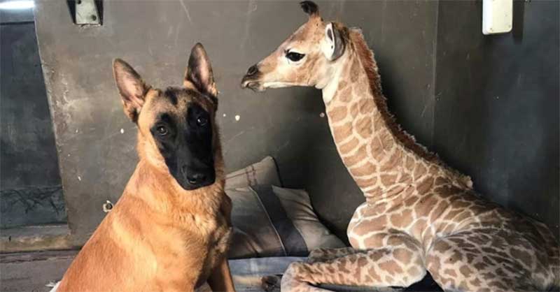 Cão de guarda de santuário animal não larga girafa bebé em risco de morte; FOTOS