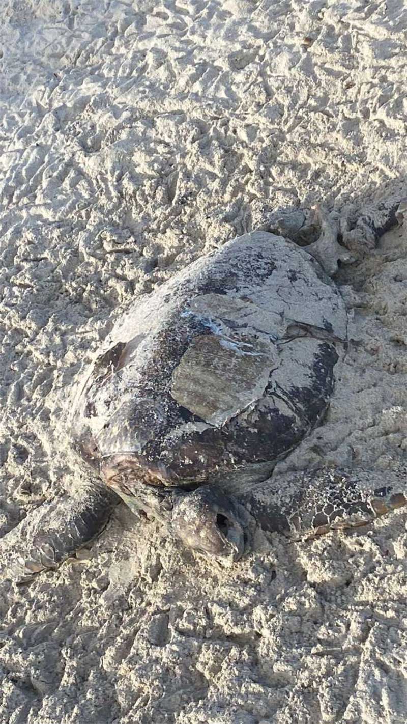 Tartaruga verde é encontrada morta em Paripueira, AL; veja vídeo