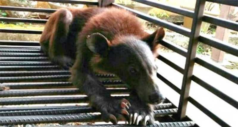 Dois ursos resgatados se recuperam de maus-tratos no Laos
