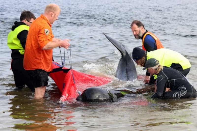 Quase 200 baleias morrem encalhadas em praia na Austrália