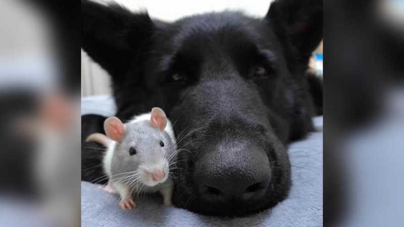 Ratinho ama correr para seu amigo cachorro gigante para dormir quentinho