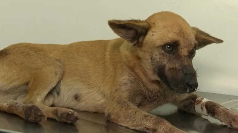 Cadela que teve patas e focinho cortados é internada em Itabuna — Foto: Reprodução/TV Santa Cruz