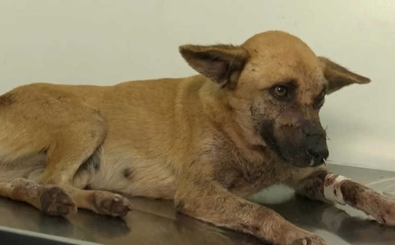 Cadela que teve patas e focinho cortados passa por cirurgia no sul da BA; animal segue sem previsão de alta