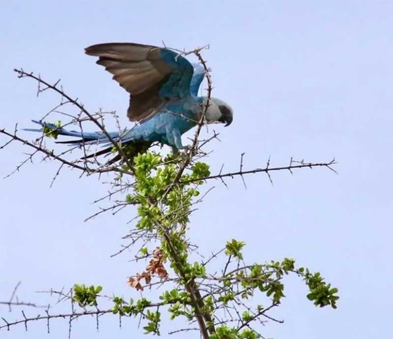 Ararinha-azul desaparece no sertão da Bahia, diz ONG; animal fazia parte de grupo que nasceu em viveiro e foi solto