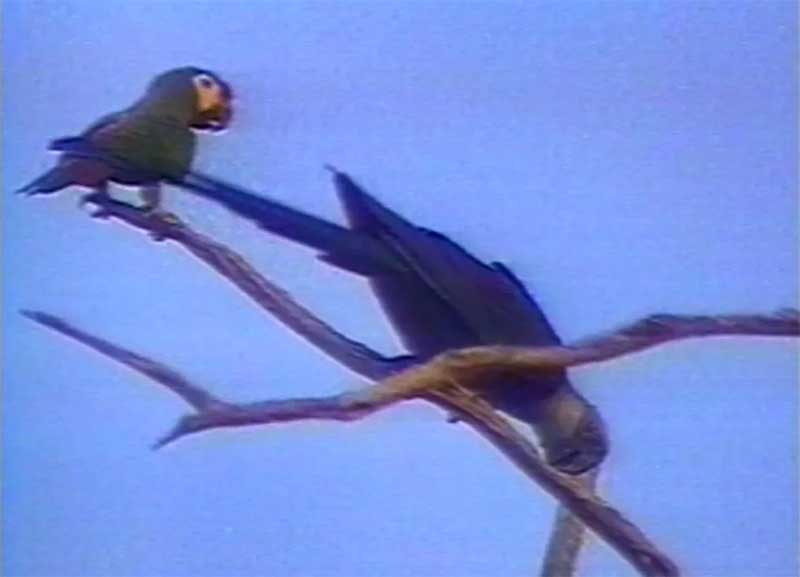 Último macho visto na natureza junto com fêmea maracanã. Registro de 1995. — Foto: Arquivo TV Bahia