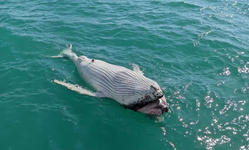 Três filhotes de baleias-jubarte são encontrados mortos nas regiões sul e extremo sul da Bahia