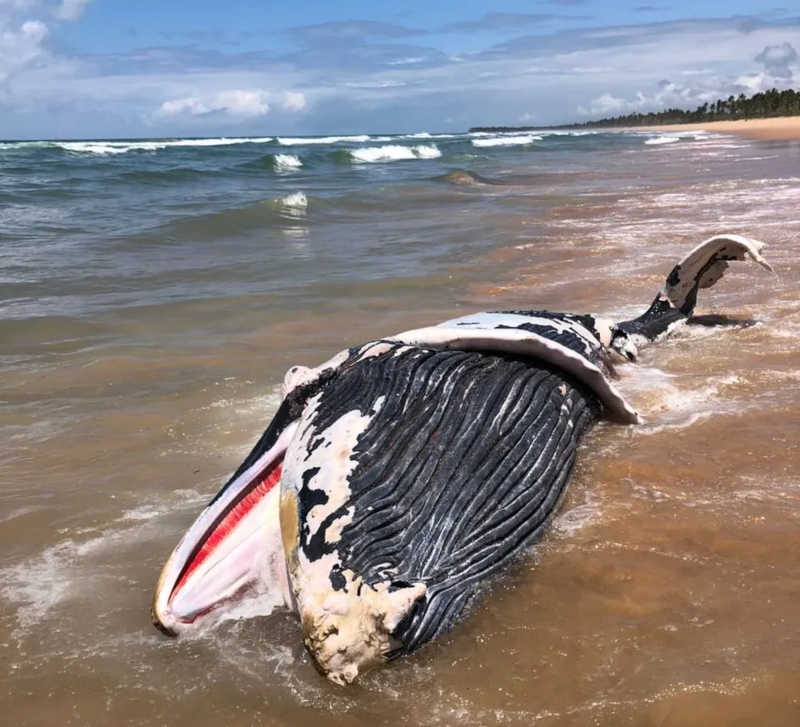 Em Arraial D’Ajuda, uma equipe do Projeto Baleia Jubarte coletou amostras dos restos mortais de uma baleia que apareceu na praia de Araçaípe — Foto: Projeto Baleia Jubarte