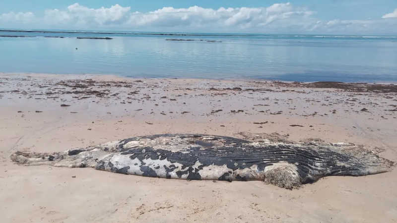 Filhote de baleia jubarte encontrado morto em Arraial DAjuda — Foto: Projeto Baleia Jubarte