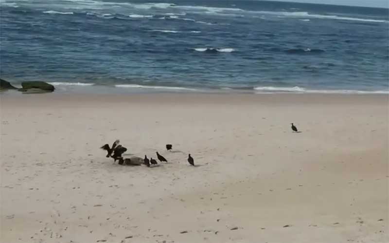 Tartarugas são encontradas mortas na praia da Pituba — Foto: Reprodução/TV Bahia