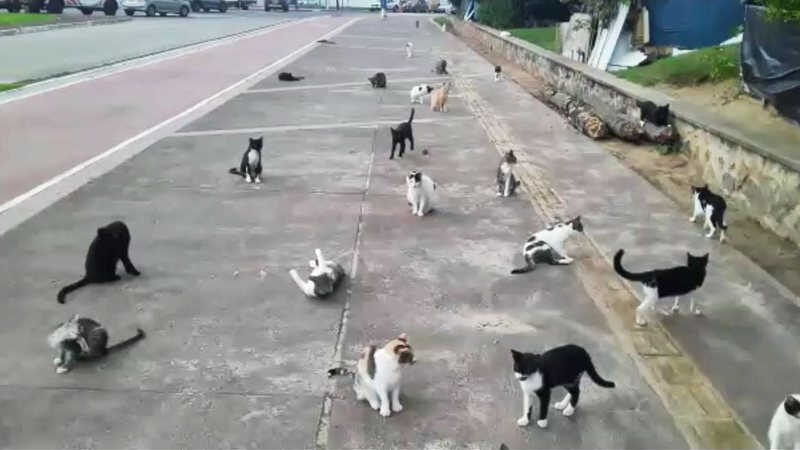 Prefeitura reconheceu problema de "depósito de gatos" e esclareceu planos para retirar pets do local