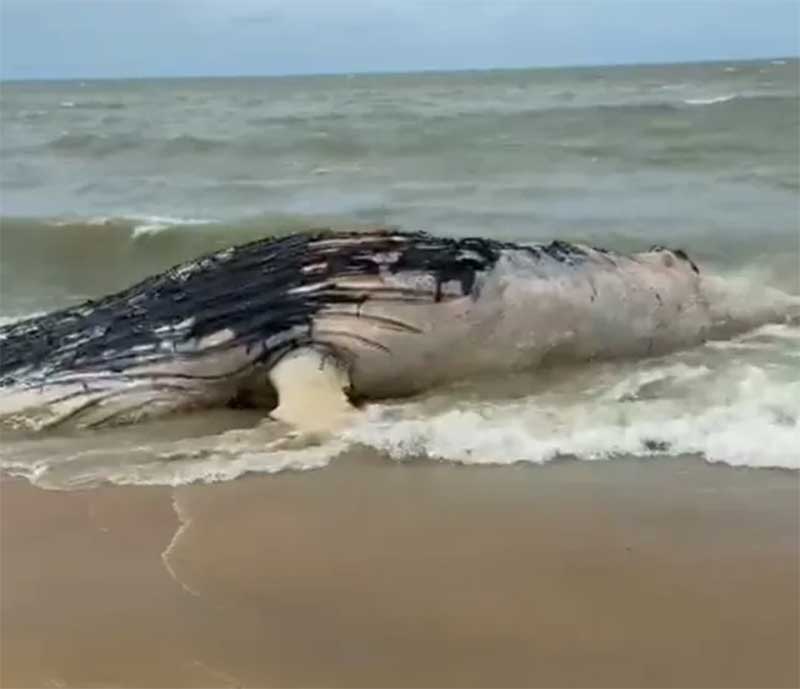 Baleia é encontrada morta em praia turística de Trancoso, no extremo sul da Bahia