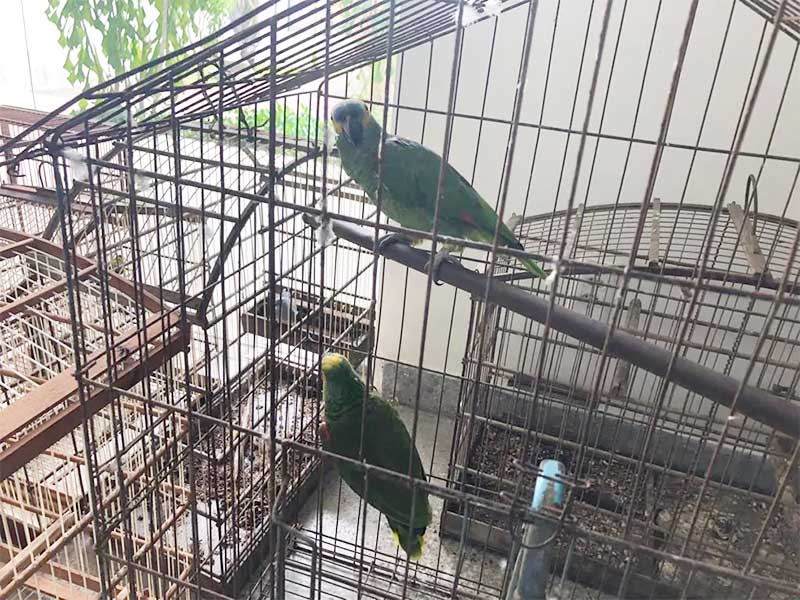 Trio é preso suspeito de manter pássaros silvestres em cativeiros, em Fortaleza, CE