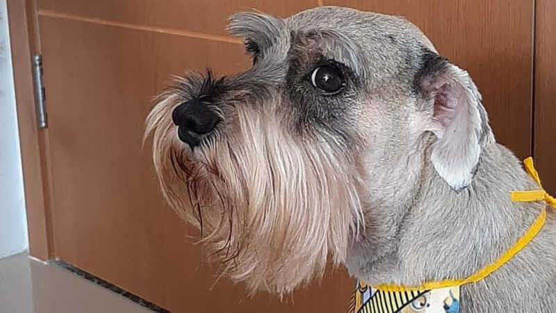 Dug é um cãozinho da raça schnauzer. Ele tem oito anos de idade e, até ingerir os petiscos contaminados, era completamente saudável. Foto: Arquivo pessoal