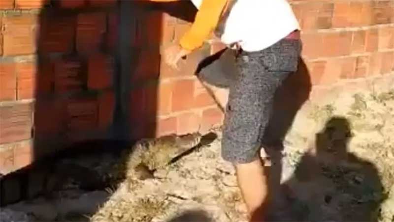 Homem tenta imobilizar jacaré e é mordido pelo animal no Ceará; vídeo