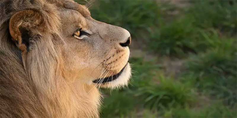 Domador de leão é preso 25 anos após animal matar uma criança no Ceará