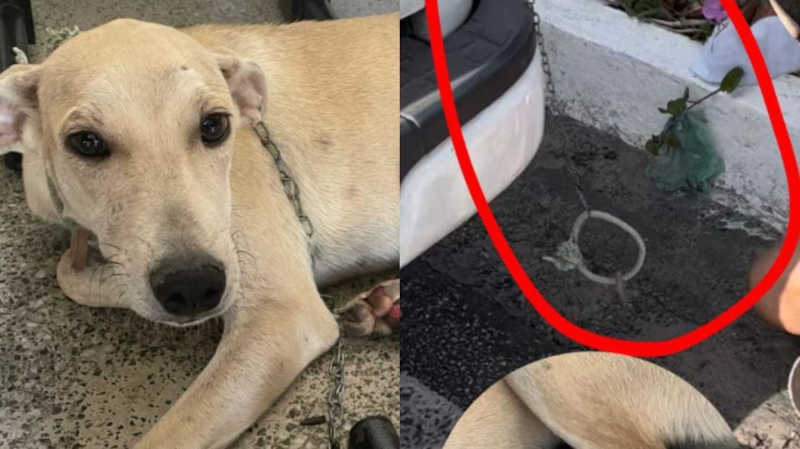 Homem é preso por amarrar cadela em carro e arrastar animal na BR-116, em Fortaleza, CE