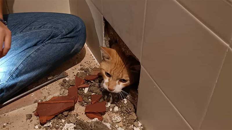 Tutora destrói obras ao descobrir que trabalhadores deixaram gato na parede