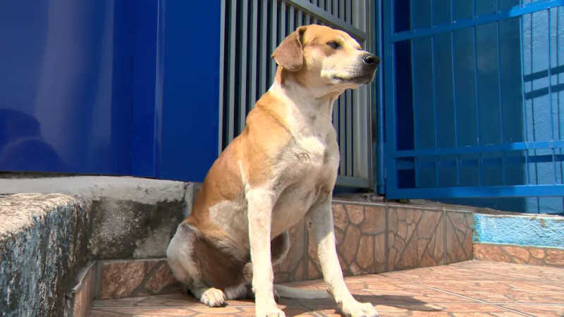 Cachorro de rua no ES — Foto: Reprodução/TV Gazeta